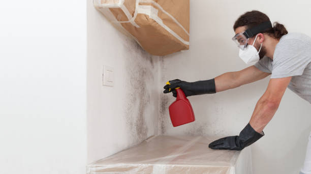 Basement Mold Remediation treatment on basement walls in Quincy